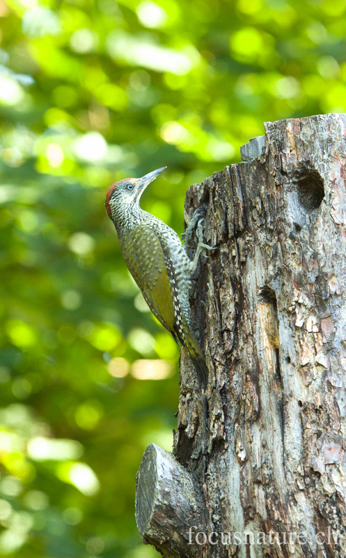 Pic vert 4374.jpg - Pic vert - European Green Woodpecker - Picus viridis (Ermitage, Genève, Suisse, juillet 2012)